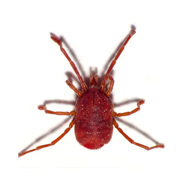 Bird mite on a white background - Keep pests away from your home with Ja-Roy Pest Control Baton Rouge, LA