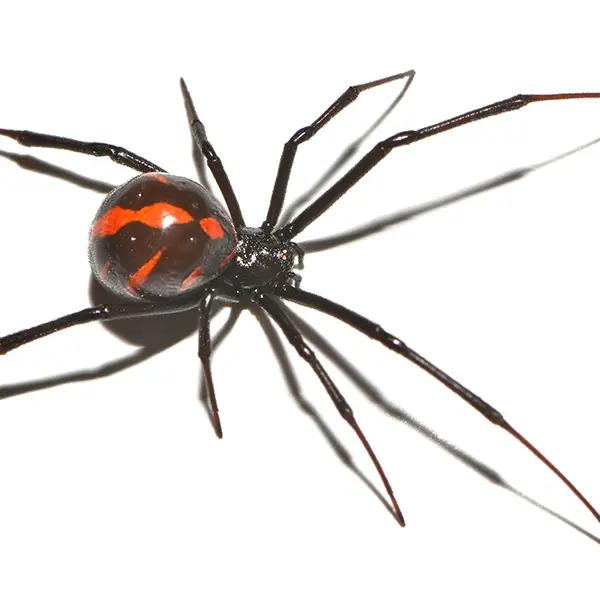 Black widow on a white background - Keep pests away from your home with Ja-Roy Pest Control Baton Rouge, LA