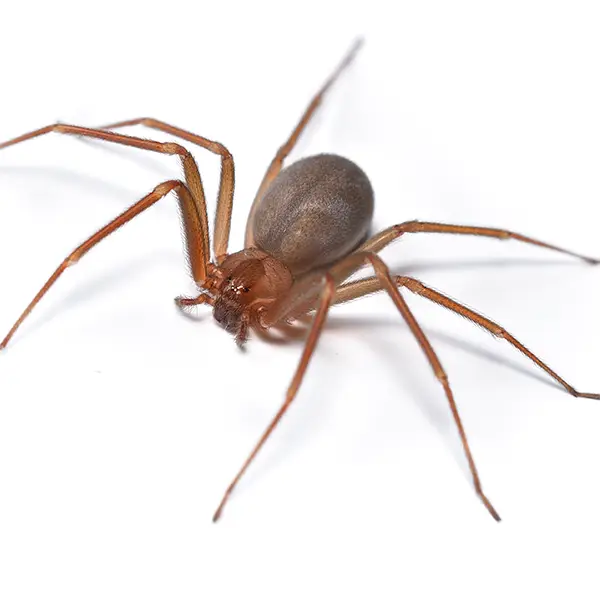 Brown Recluse on a white background - Keep pests away from your home with Ja-Roy Pest Control Baton Rouge, LA