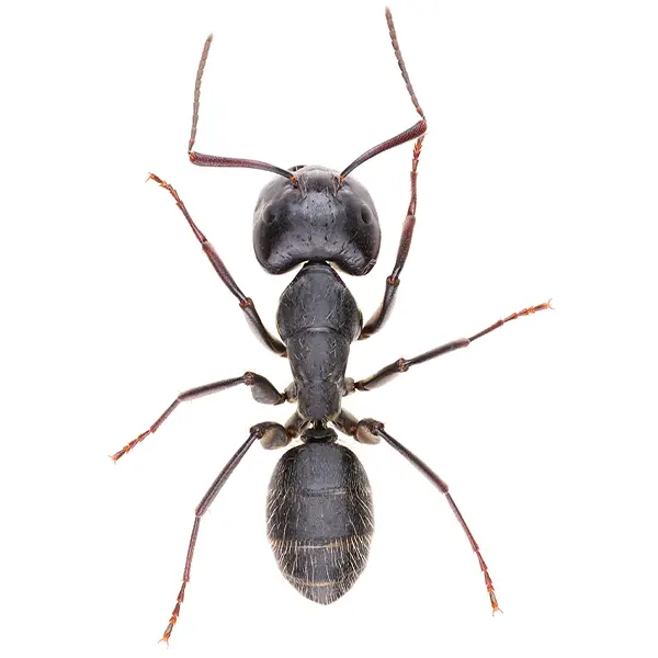 Carpenter ant on a white background - Keep pests away from your home with Ja-Roy Pest Control Baton Rouge, LA