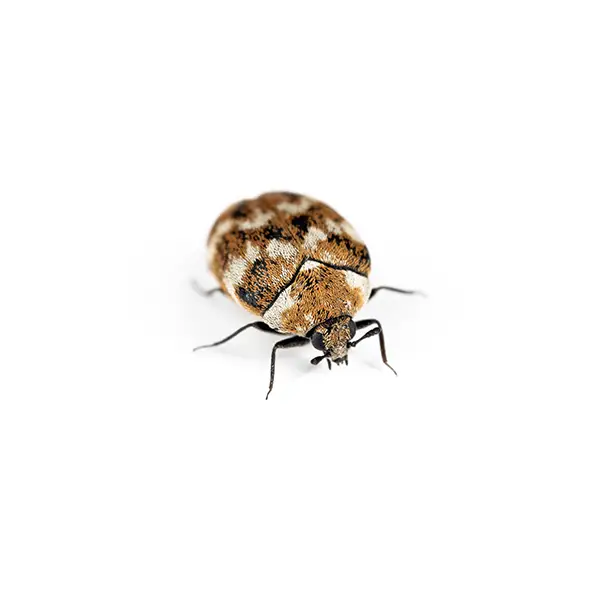Carpet Beetle on a white background - Keep pests away from your home with Ja-Roy Pest Control Baton Rouge, LA