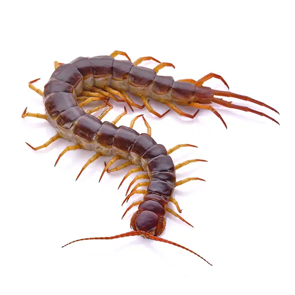 Centipede on a white background - Keep pests away from your home with Ja-Roy Pest Control Baton Rouge, LA