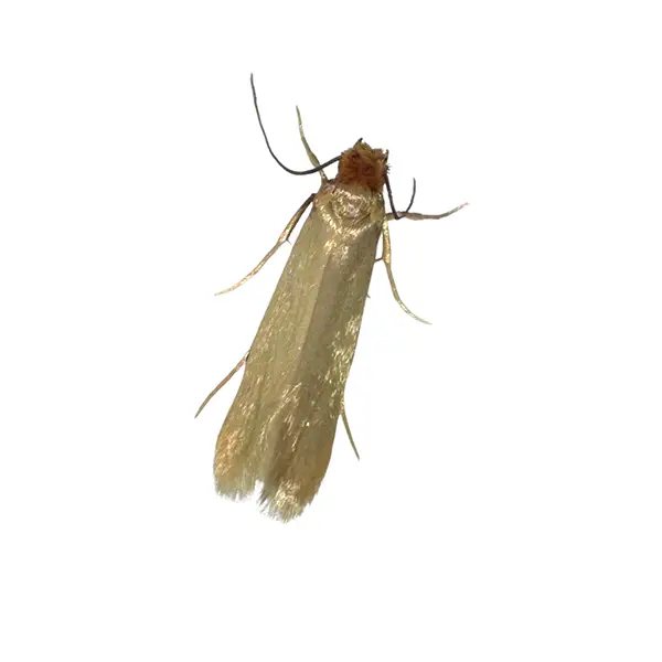Clothes moth on a white background - Keep pests away from your home with Ja-Roy Pest Control Baton Rouge, LA