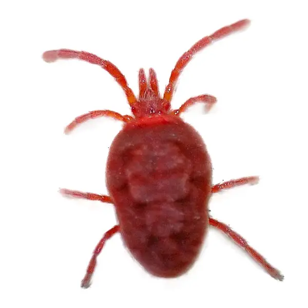 Clover mite on a white background - Keep pests away from your home with Ja-Roy Pest Control Baton Rouge, LA