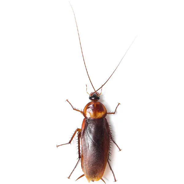 Cockroach on a white background - Keep pests away from your home with Ja-Roy Pest Control Baton Rouge, LA