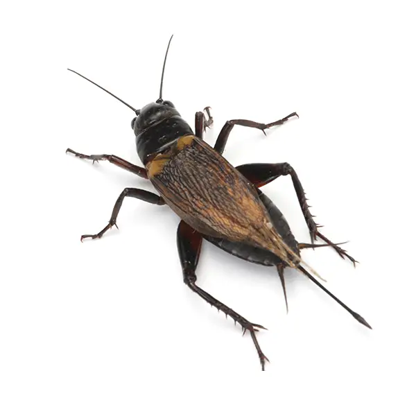 Cricket on a white background - Keep pests away from your home with Ja-Roy Pest Control Baton Rouge, LA