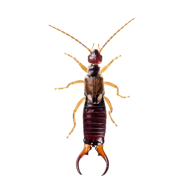 Earwig on a white background - Keep pests away from your home with Ja-Roy Pest Control Baton Rouge, LA