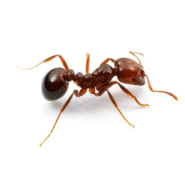 Fire ant on a white background - Keep pests away from your home with Ja-Roy Pest Control Baton Rouge, LA