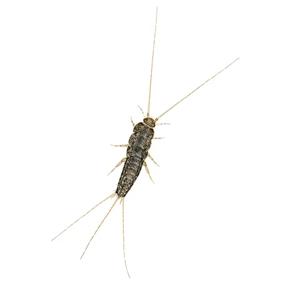 Firebrat on a white background - Keep pests away from your home with Ja-Roy Pest Control Baton Rouge, LA