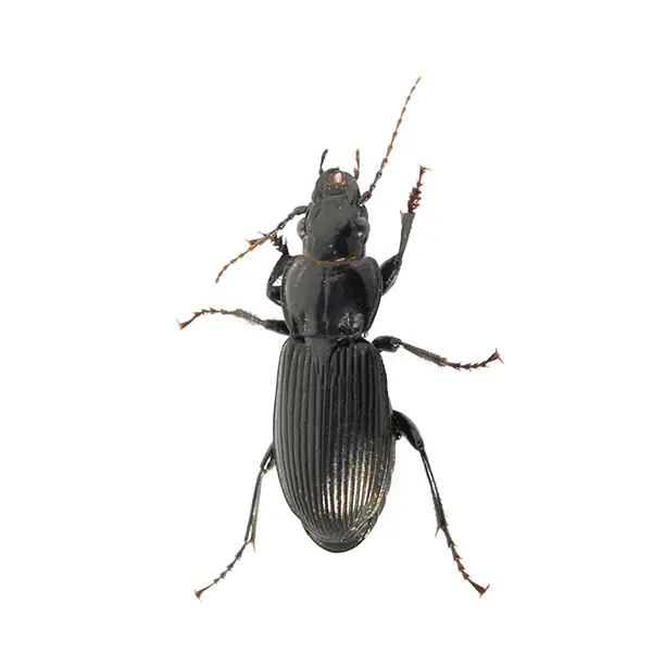 Ground Beetle on a white background - Keep pests away from your home with Ja-Roy Pest Control Baton Rouge, LA