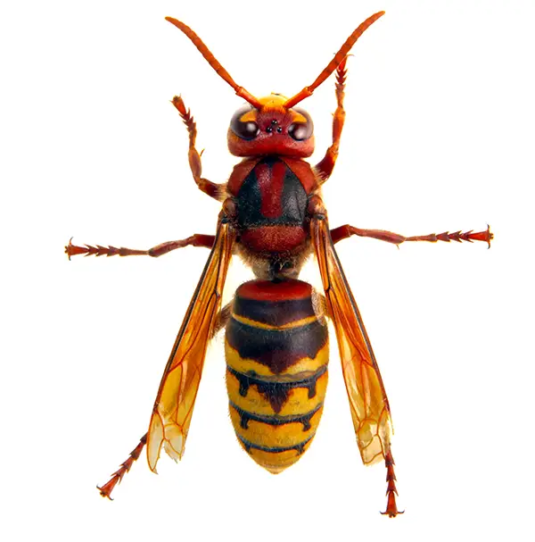 Hornet on a white background - Keep pests away from your home with Ja-Roy Pest Control Baton Rouge, LA