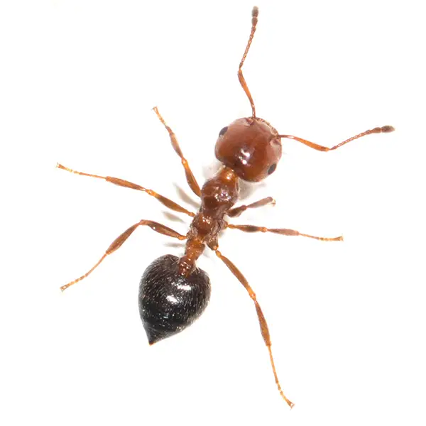 House ant on a white background - Keep pests away from your home with Ja-Roy Pest Control Baton Rouge, LA