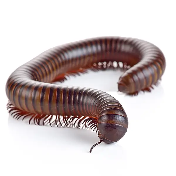 Millipede on a white background - Keep pests away from your home with Ja-Roy Pest Control Baton Rouge, LA