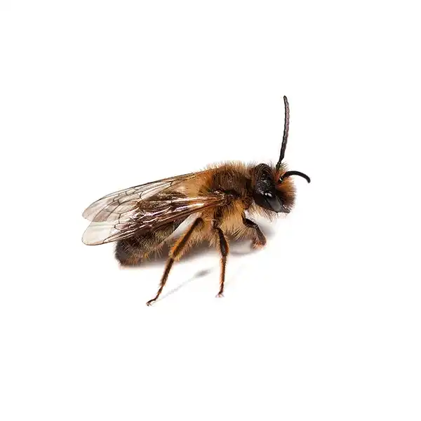 Mining bee on a white background - Keep pests away from your home with Ja-Roy Pest Control Baton Rouge, LA