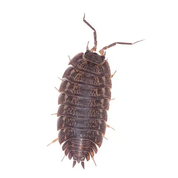 Pillbug on a white background - Keep pests away from your home with Ja-Roy Pest Control Baton Rouge, LA