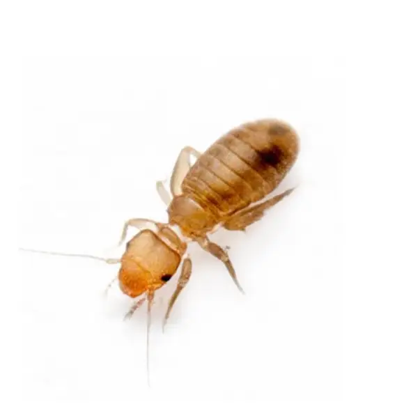 Psocid on a white background - Keep pests away from your home with Ja-Roy Pest Control Baton Rouge, LA