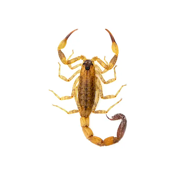 Scorpion on a white background - Keep pests away from your home with Ja-Roy Pest Control Baton Rouge, LA