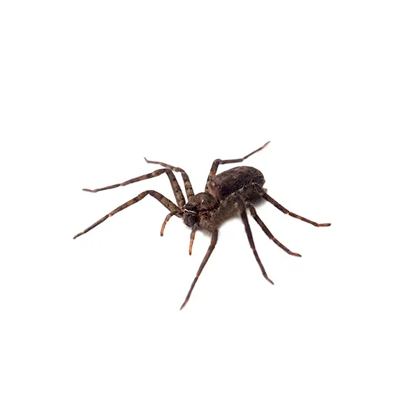 Spider on a white background - Keep pests away from your home with Ja-Roy Pest Control Baton Rouge, LA
