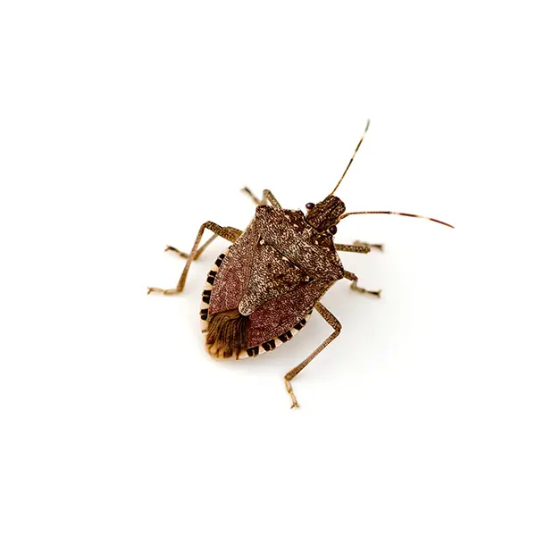 Stinkbug on a white background -Keep pests away from your home with Ja-Roy Pest Control Baton Rouge, LA