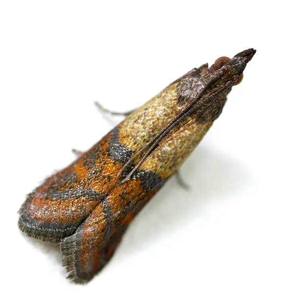 Stored product moth on a white background - Keep pests away from your home with Ja-Roy Pest Control Baton Rouge, LA