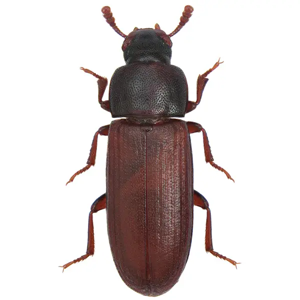 Stored product beetle on a white background - Keep pests away from your home with Ja-Roy Pest Control Baton Rouge, LA