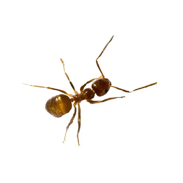 Tawny crazy ant on a white background -Keep pests away from your home with Ja-Roy Pest Control Baton Rouge, LA