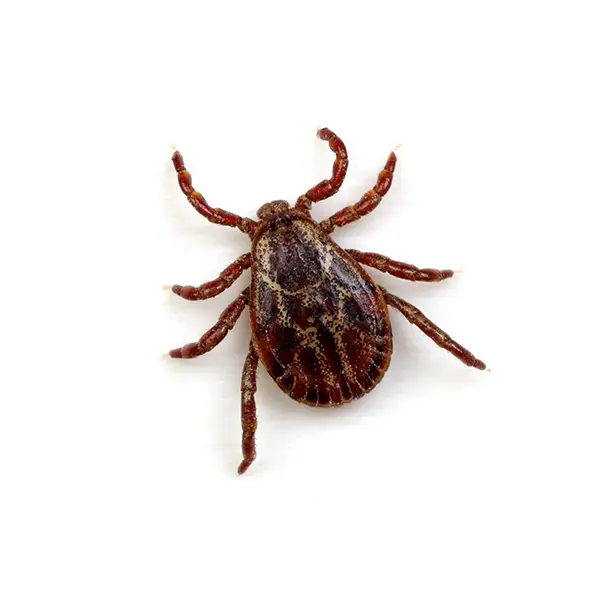 Tick on a white background - Keep pests away from your home with Ja-Roy Pest Control Baton Rouge, LA