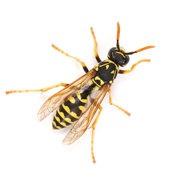 Wasp on a white background - Keep pests away from your home with Ja-Roy Pest Control Baton Rouge, LA