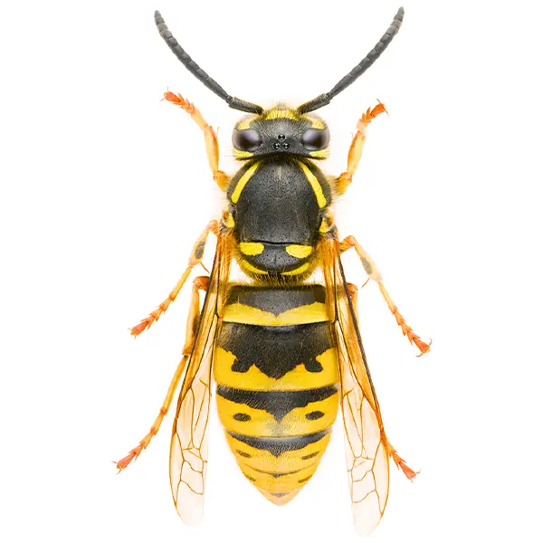 Yellowjacket on a white background - Keep pests away from your home with Ja-Roy Pest Control Baton Rouge, LA