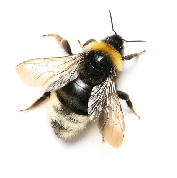 Bumblebee on a white background - Keep pests away from your home with Ja-Roy Pest Control Baton Rouge, LA