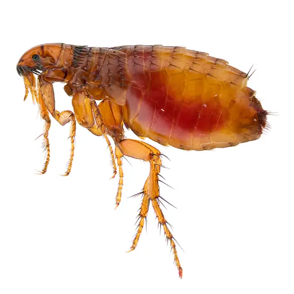 Flea on a white background - Keep pests away from your home with Ja-Roy Pest Control Baton Rouge, LA