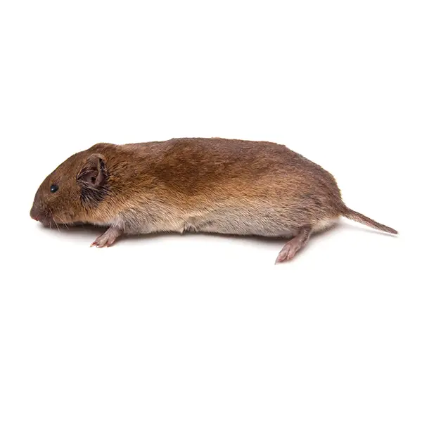Vole on a white background - Keep pests away from your home with Ja-Roy Pest Control Baton Rouge, LA