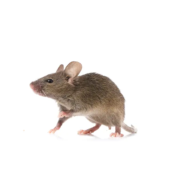 Gray rat on a white background - Keep pests away from your home with Ja-Roy Pest Control Baton Rouge, LA