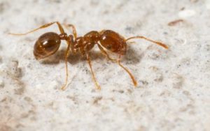Red imported fire ant in Louisiana - Ja-Roy Pest Control