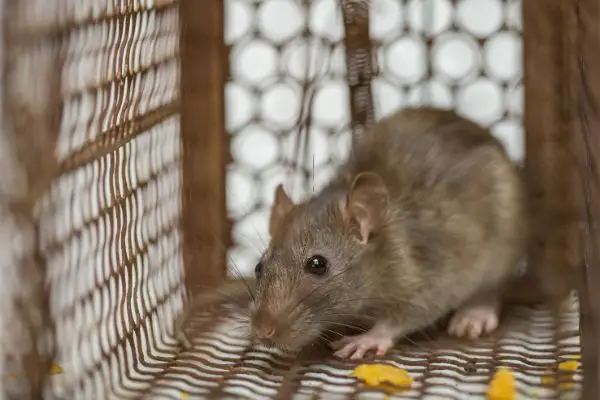 A brown rat in a cage - Keep rodents away form your home with Ja-Roy Pest Control in Louisiana