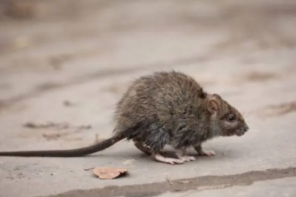 Brown rodent on a wooden floor - Keep rodents away from your home with Ja-Roy Pest Control