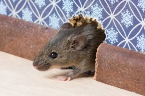 A mouse crawling out from a hole in a wall - Ja-Roy Pest Control in Louisiana