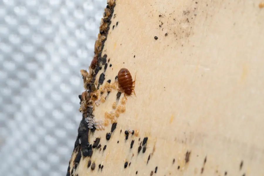 Macro shot of a bed bug, tiny white eggs, shed skins, and dark fecal stains along the edge of a wooden surface