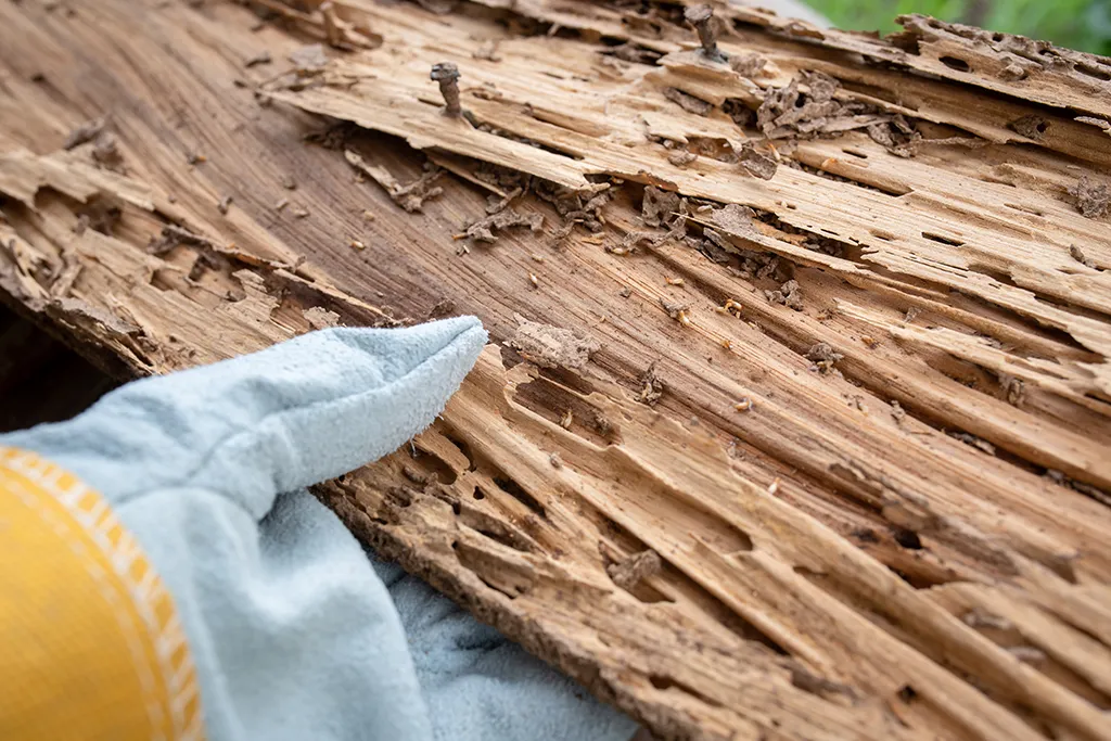 A detailed close-up of a heavily damaged, splintering wood plank with small worker termites visible inside the deep, crumbly channels they have eaten into the wood.