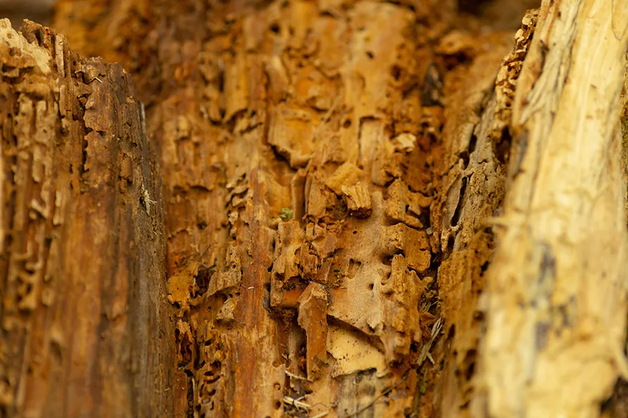 Close up of of a piece of wood with gnaw marks across the surface