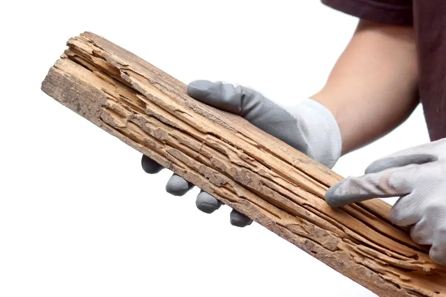 Person holding a wooden log pointing to visible wood damage from termies