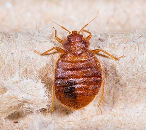 When to Call a Bed Bug Exterminator