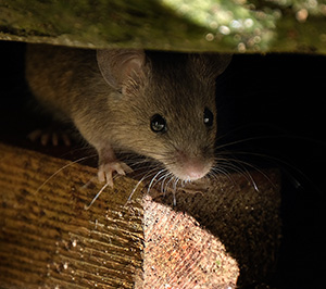When to Call a Rodent Exterminator