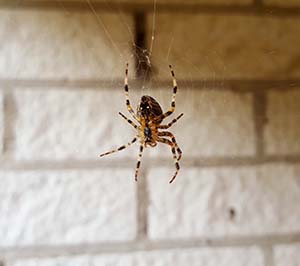 When to Call a Spider Exterminator