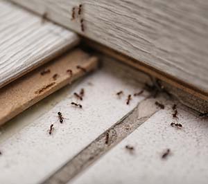 When to Call an Ant Exterminator in your area