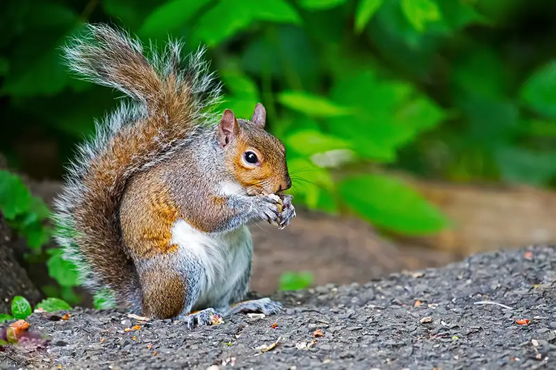 A gray squirrel outdoors, perched on an asphalt sidewalk and eating a nut. Squirrels are cute, but sometimes you need professional squirrel control to keep their numbers under control.