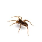 A wolf spider crawls across a white background
