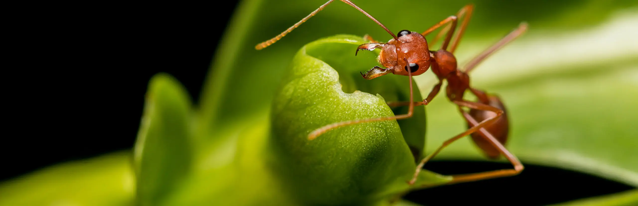 Closeup of ant ant on a leaf - Ja-Roy Pest Control serving Baton Rouge & Covington