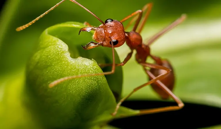 Closeup of ant ant on a leaf - Ja-Roy Pest Control serving Baton Rouge & Covington