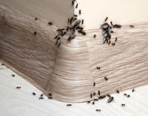 Signs of an ant infestation